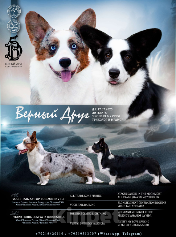 Собаки в Санкт-Петербурге: Щенок Вельш Корги Кардиган  Девочка, Бесплатно - фото 2