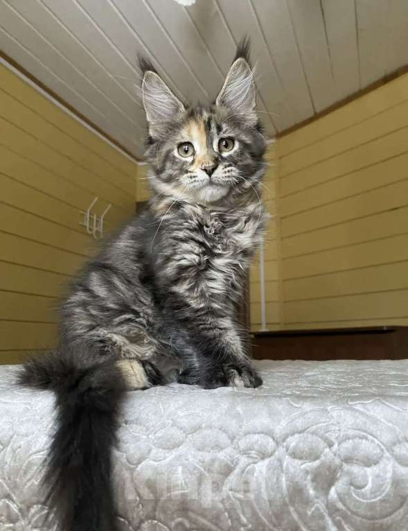 Кошки в Москве: Мейн-кун полидакт девчушка🔥 Девочка, 80 000 руб. - фото 3