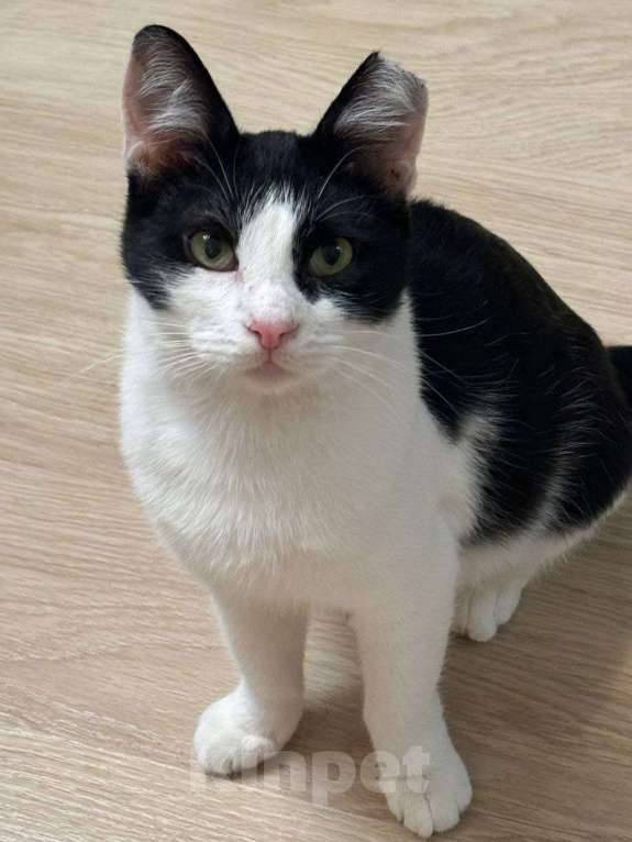 Кошки в Москве: Котик без ушка Мальчик, Бесплатно - фото 1