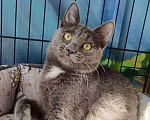 Кошки в Москве: Красавец Дымок ждет маму и папу Мальчик, Бесплатно - фото 2