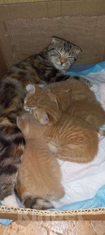 Кошки в Санкт-Петербурге: Девочка рыжая прямоухая  Девочка, 5 000 руб. - фото 3