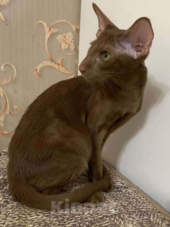 Кошки в Москве: Ориентальный котенок Девочка, 50 000 руб. - фото 2