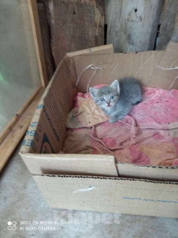 Кошки в других городах Свердловской области: прекрасное настроение от котика в добрые руки Мальчик, Бесплатно - фото 4