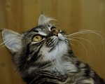 Кошки в Москве: Сибирский котенок Алиса в дар Девочка, Бесплатно - фото 2