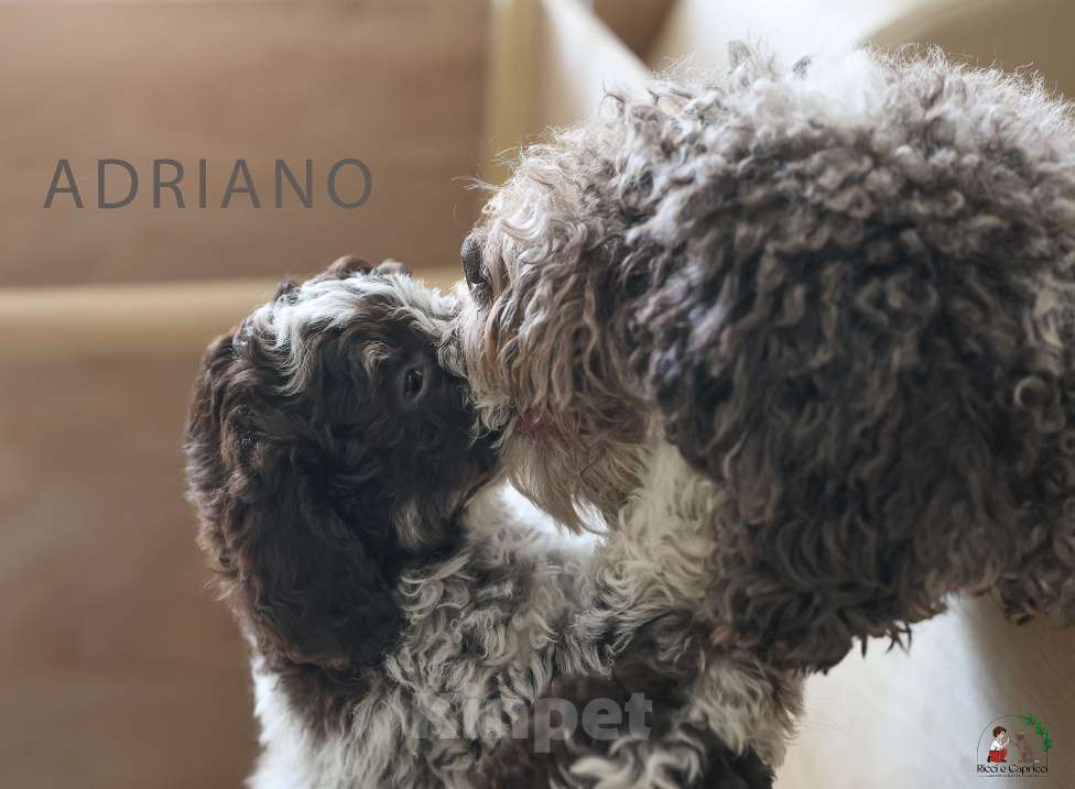 Собаки в Москве: Щенок лаготто романьоло Мальчик, 200 000 руб. - фото 4