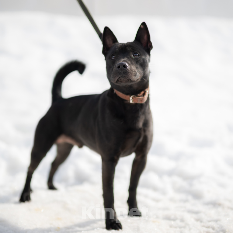 Собаки в Москве: Мэтью Мальчик, Бесплатно - фото 3