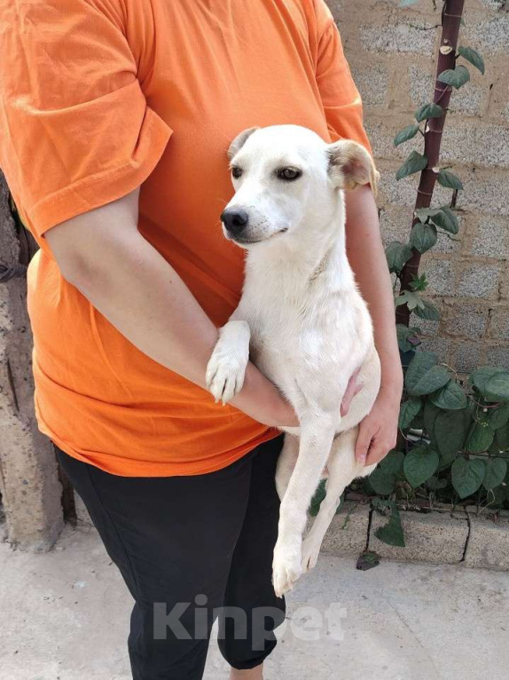 Собаки в Москве: Маленькая собачка ищет дом Девочка, Бесплатно - фото 2