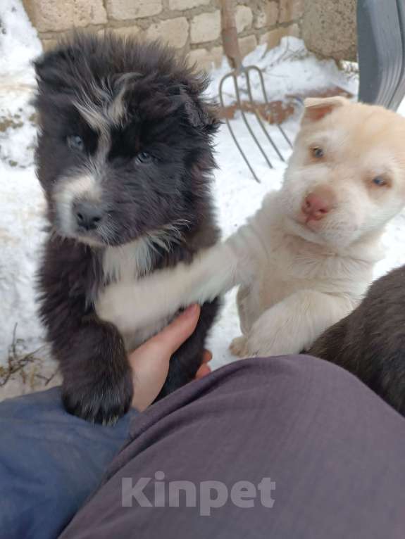 Собаки в других городах Ставропольского края: Продаю щеночков! Мальчик, 2 000 руб. - фото 9