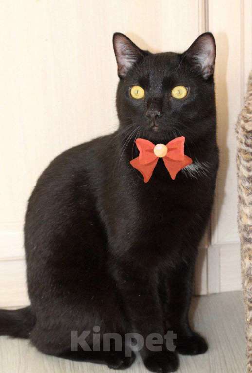 Кошки в Санкт-Петербурге: Молодой ласковый котик Мальчик, Бесплатно - фото 2