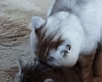 Кошки в Талдоме: Кот вязка. Порода - британская серебристая шиншилла затушеванная, красавец!  Мальчик, Бесплатно - фото 4
