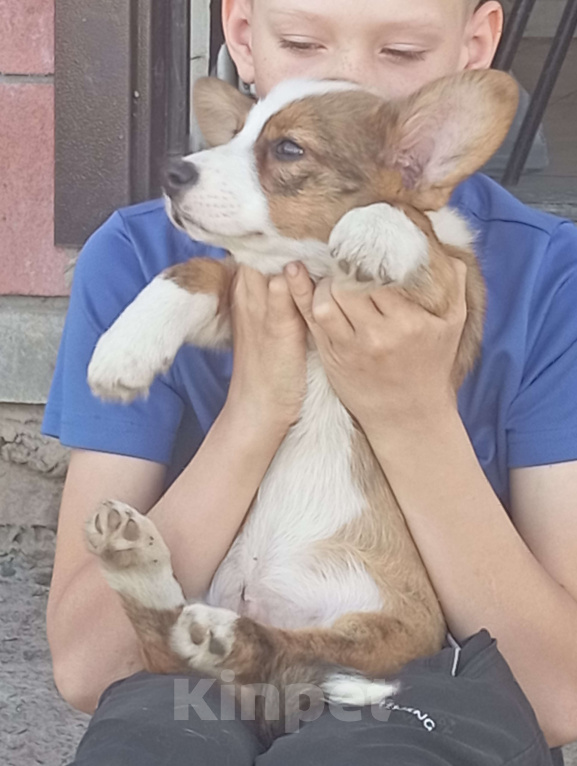 Собаки в Белгороде: Вельш-корги кардиган щенки Мальчик, 45 000 руб. - фото 4