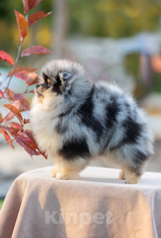 Собаки в Пушкино: Мраморный мальчик померанского шпица Мальчик, 65 000 руб. - фото 2