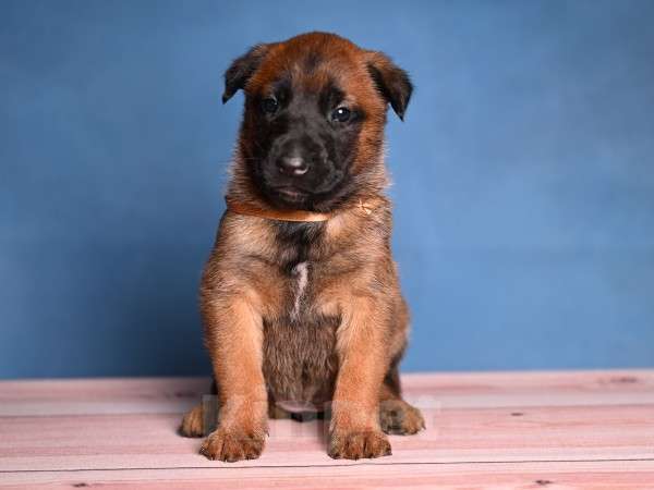 Собаки в других городах Краснодарского края: Щенки малинуа Девочка, 50 000 руб. - фото 3