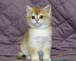 Кошки в Москве: шотландская  золотая шиншилла - мальчик Мальчик, Бесплатно - фото 1