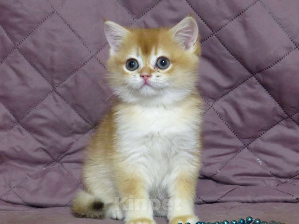 Кошки в Москве: шотландская  золотая шиншилла - мальчик Мальчик, Бесплатно - фото 1