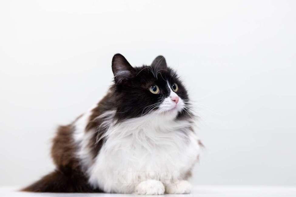 Кошки в Москве: Маруся Девочка, Бесплатно - фото 3