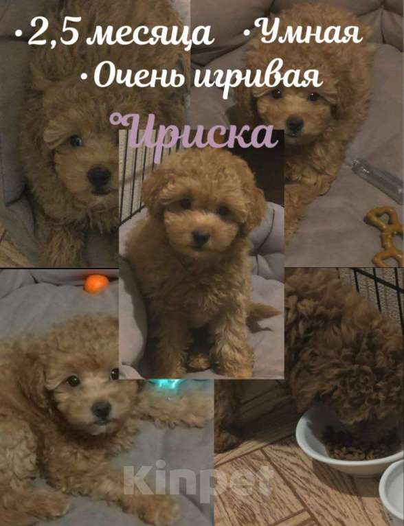 Собаки в Москве: Продажа великолепной собаки Девочка, 75 000 руб. - фото 4