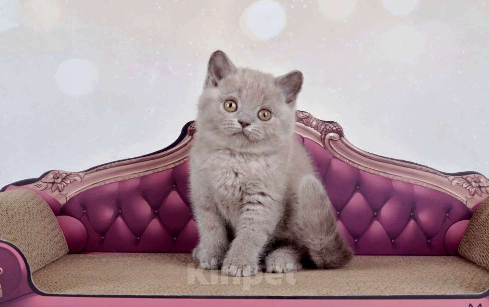 Кошки в Санкт-Петербурге: Британская кошечка лилового окраса Девочка, 50 000 руб. - фото 5