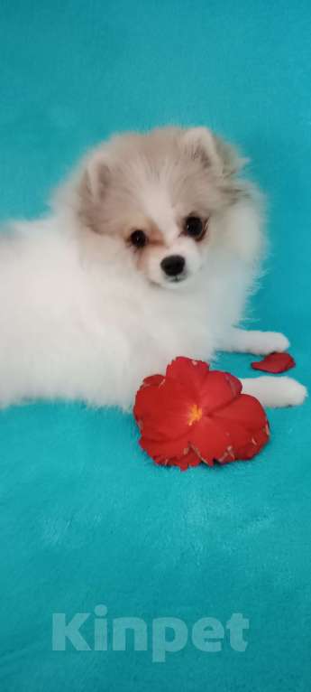 Собаки в Рязани: Щенок шпица Девочка, 25 000 руб. - фото 2