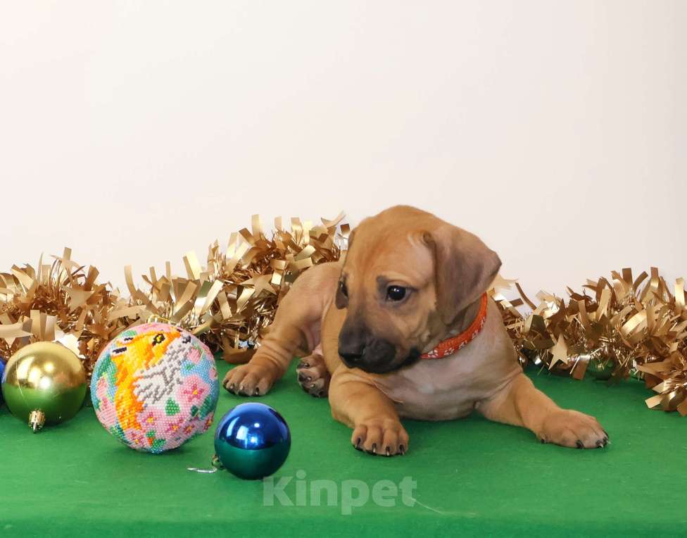 Собаки в Москве: Девочка Родезийского Риджбека  Девочка, 100 000 руб. - фото 5