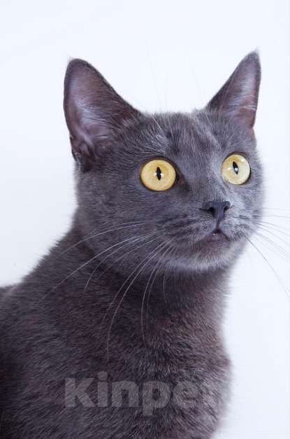 Кошки в Москве: Британская кошка Сьюзи в добрые руки Девочка, Бесплатно - фото 4