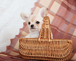 Собаки в Люберцах: Чихуахуа крем Мальчик, 50 000 руб. - фото 4