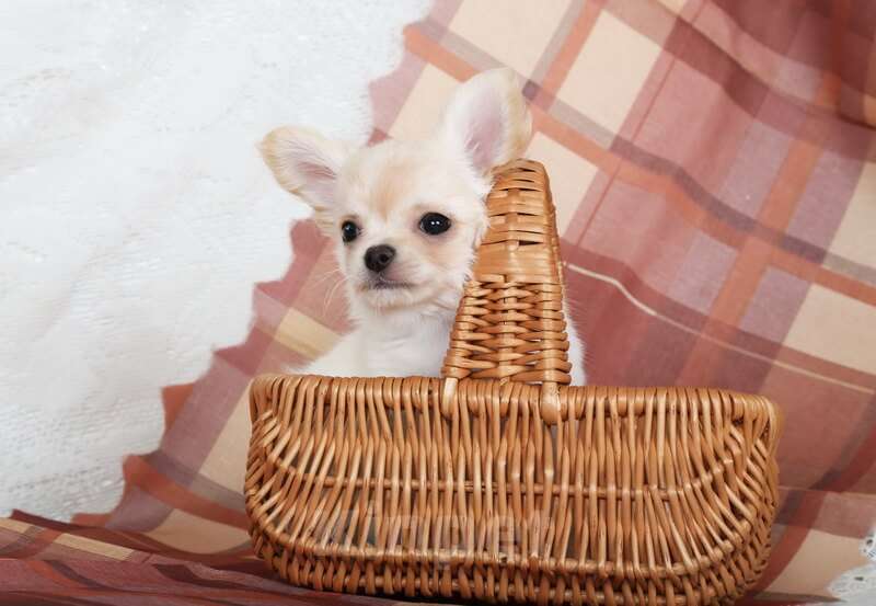 Собаки в Люберцах: Чихуахуа крем Мальчик, 50 000 руб. - фото 4