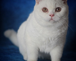 Кошки в Магнитогорске: Zasmin Marshmallow Девочка, 15 000 руб. - фото 1