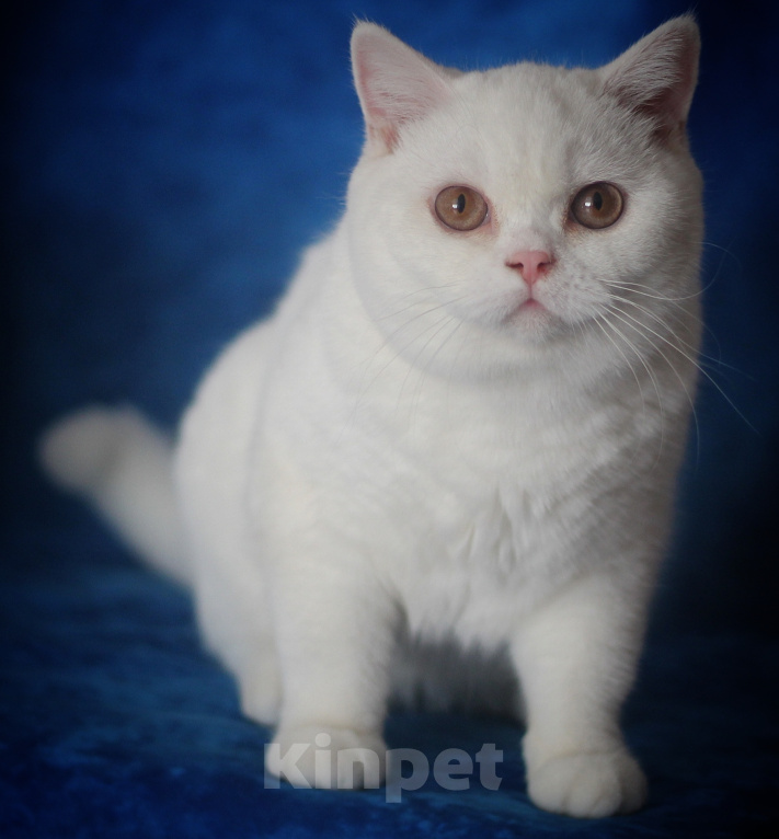 Кошки в Магнитогорске: Zasmin Marshmallow Девочка, 15 000 руб. - фото 1