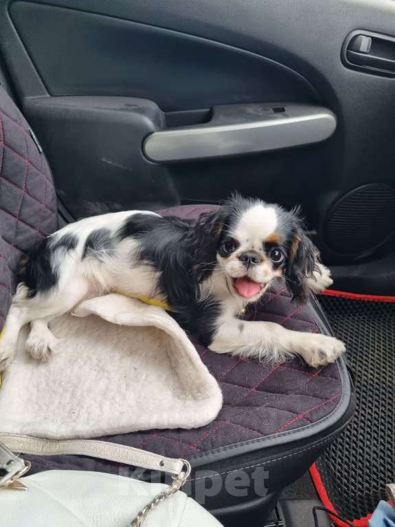 Собаки в Кемерово: Срочно! Продаеться щенок кинг-чарльз-спаниель 6 месяцев Девочка, 30 000 руб. - фото 3