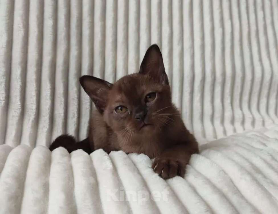 Кошки в Нижнем Новгороде: Котята европейской Бурмы  Мальчик, 50 000 руб. - фото 2