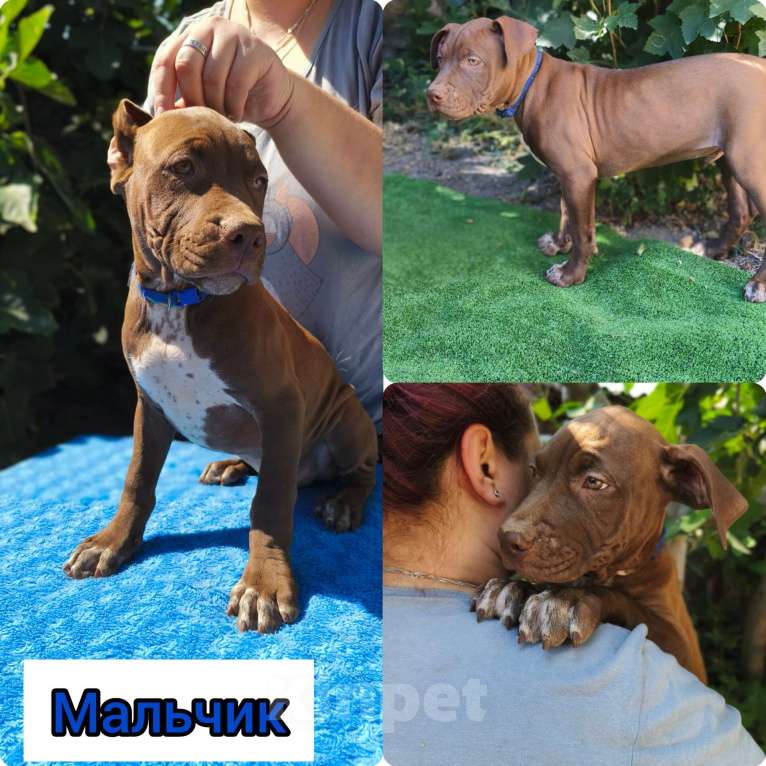 Собаки в Москве: Шикарные щенки американского питбультерьера Мальчик, 45 000 руб. - фото 2