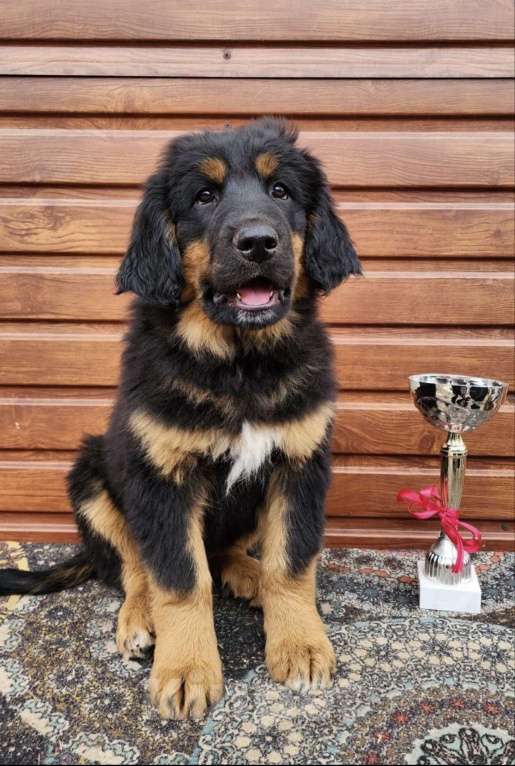 Собаки в Иркутске: Мальчик желтая лента Мальчик, 60 000 руб. - фото 3