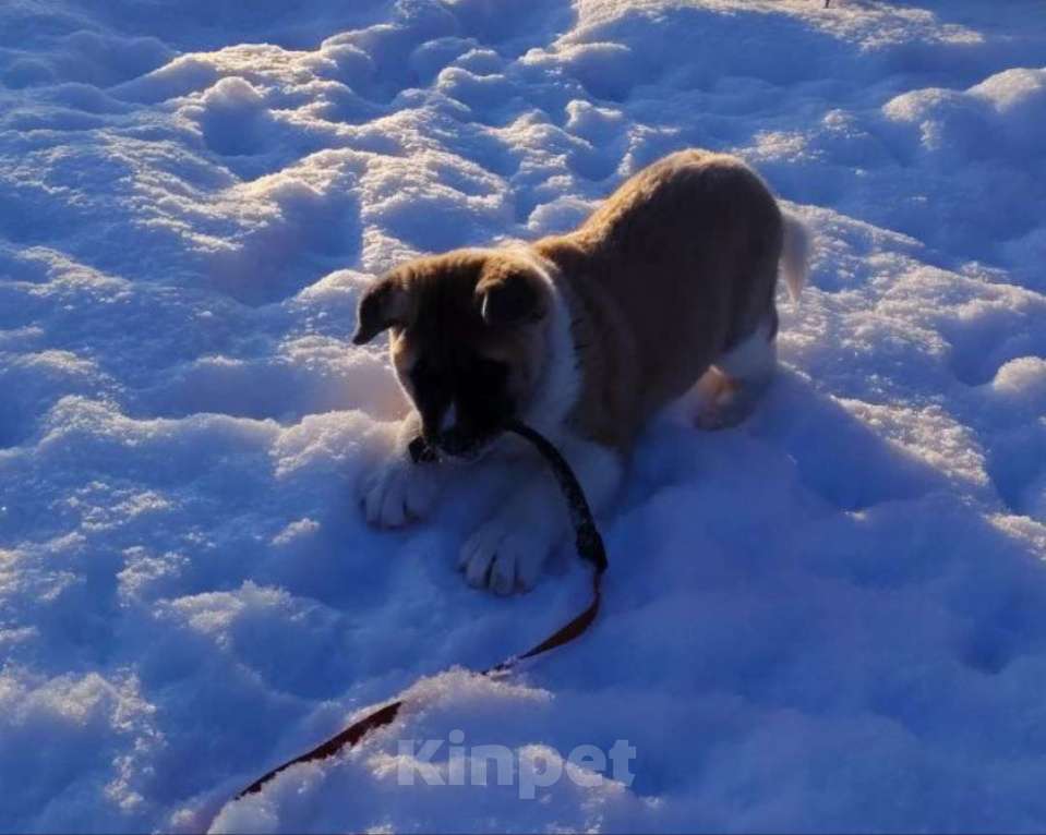 Собаки в Санкт-Петербурге: Продажа Американская акита Мальчик, 35 000 руб. - фото 1