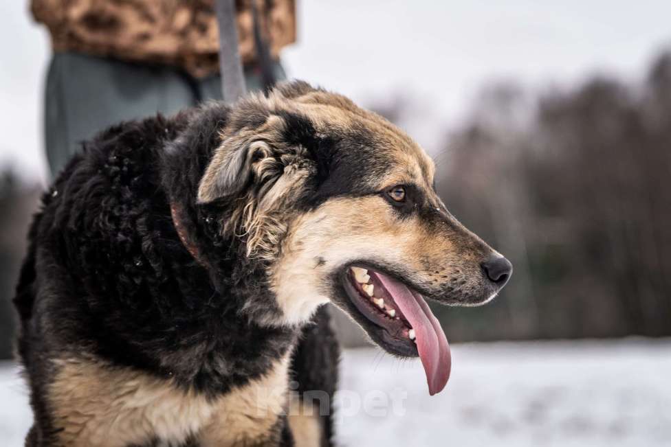 Собаки в Клине: Патрик - мощный пёс Мальчик, Бесплатно - фото 2