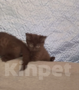 Кошки в Москве: Котенок с короткими лапками Разнополые, 29 900 руб. - фото 8