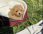 Собаки в Москве: Мальтипу Микро с Кукольной 😍 Baby-face Девочка, 230 000 руб. - фото 5