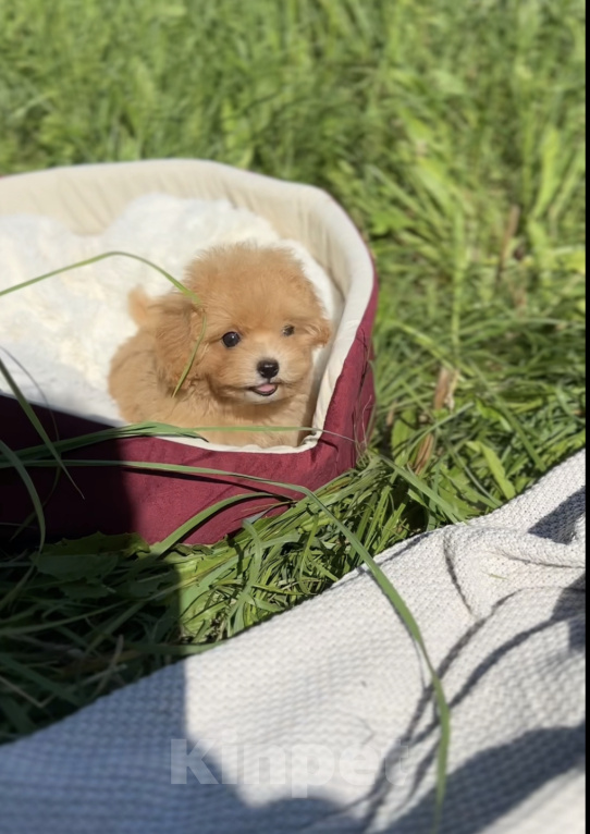 Собаки в Москве: Мальтипу Микро с Кукольной 😍 Baby-face Девочка, 230 000 руб. - фото 5