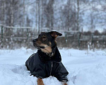 Собаки в Москве: Гермес. Собака для частного дома Мальчик, Бесплатно - фото 2