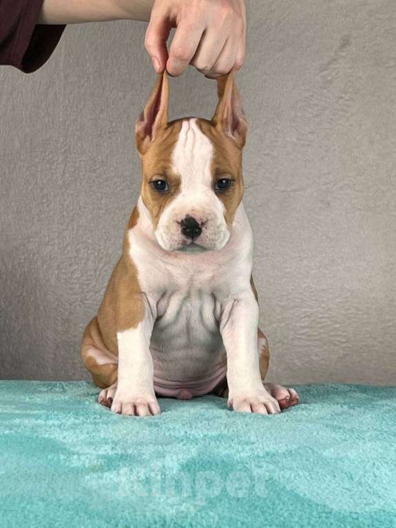 Собаки в Москве: Шикарный парень амстаффа Мальчик, 80 000 руб. - фото 1