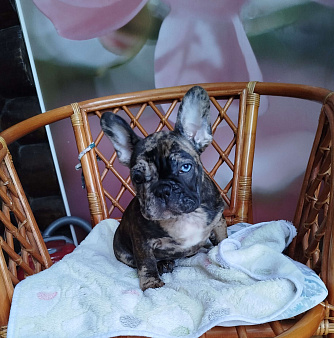 Французский бульдог 