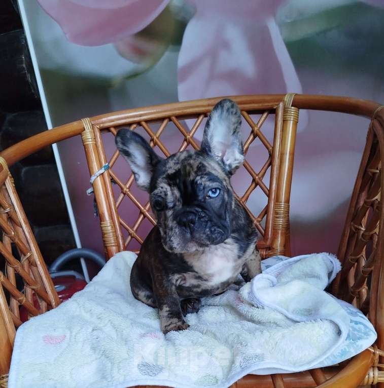Собаки в Москве: Французский бульдог  Мальчик, 50 000 руб. - фото 1