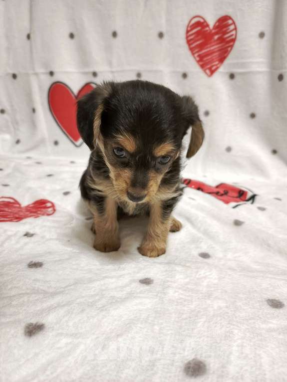 Собаки в Липецке: Милейшие щеночки Девочка, 10 000 руб. - фото 2