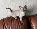 Кошки в Воронеже: Котята Европейской бурмы Девочка, 10 000 руб. - фото 2