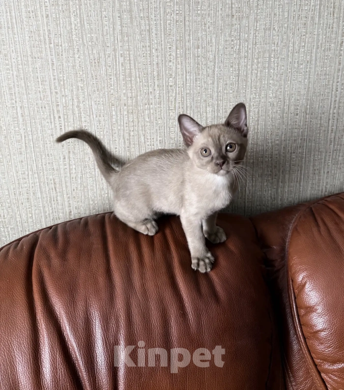 Кошки в Воронеже: Котята Европейской бурмы Девочка, 10 000 руб. - фото 2