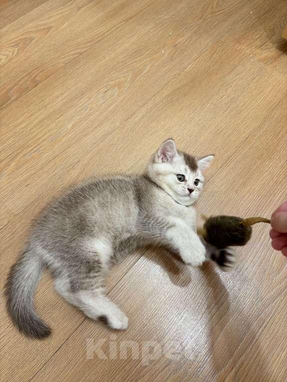 Кошки в Волгограде: Шоколадный мальчик Мальчик, Бесплатно - фото 2