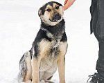 Собаки в Москве: Молодой и очень ласковый пёс Мальчик, Бесплатно - фото 3