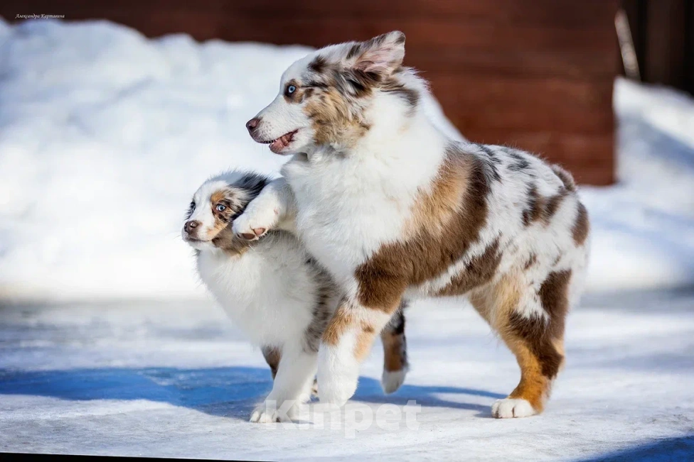 Собаки в Москве: Щенок миниатюрной Американской овчарки Мальчик, Бесплатно - фото 2