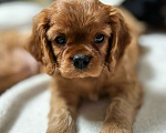 Собаки в Рязани: Продаются очаровательные малыши Кавалер Кинг Чарльз Спаниель Девочка, Бесплатно - фото 9