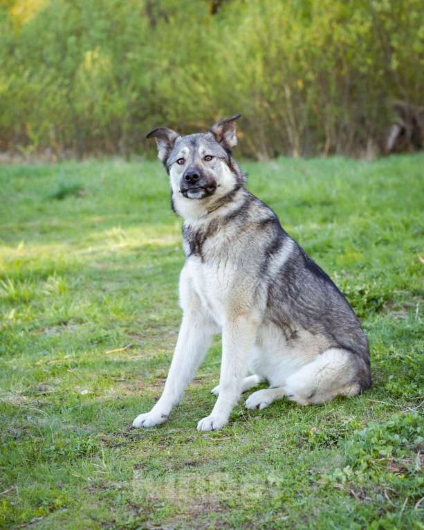 Собаки в Москве: Соня - Самая преданная собака для своего человека Девочка, Бесплатно - фото 7